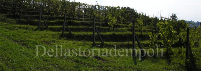 Vigneto gradonato a Pianezzoli, 2006. Foto di Carlo Pagliai